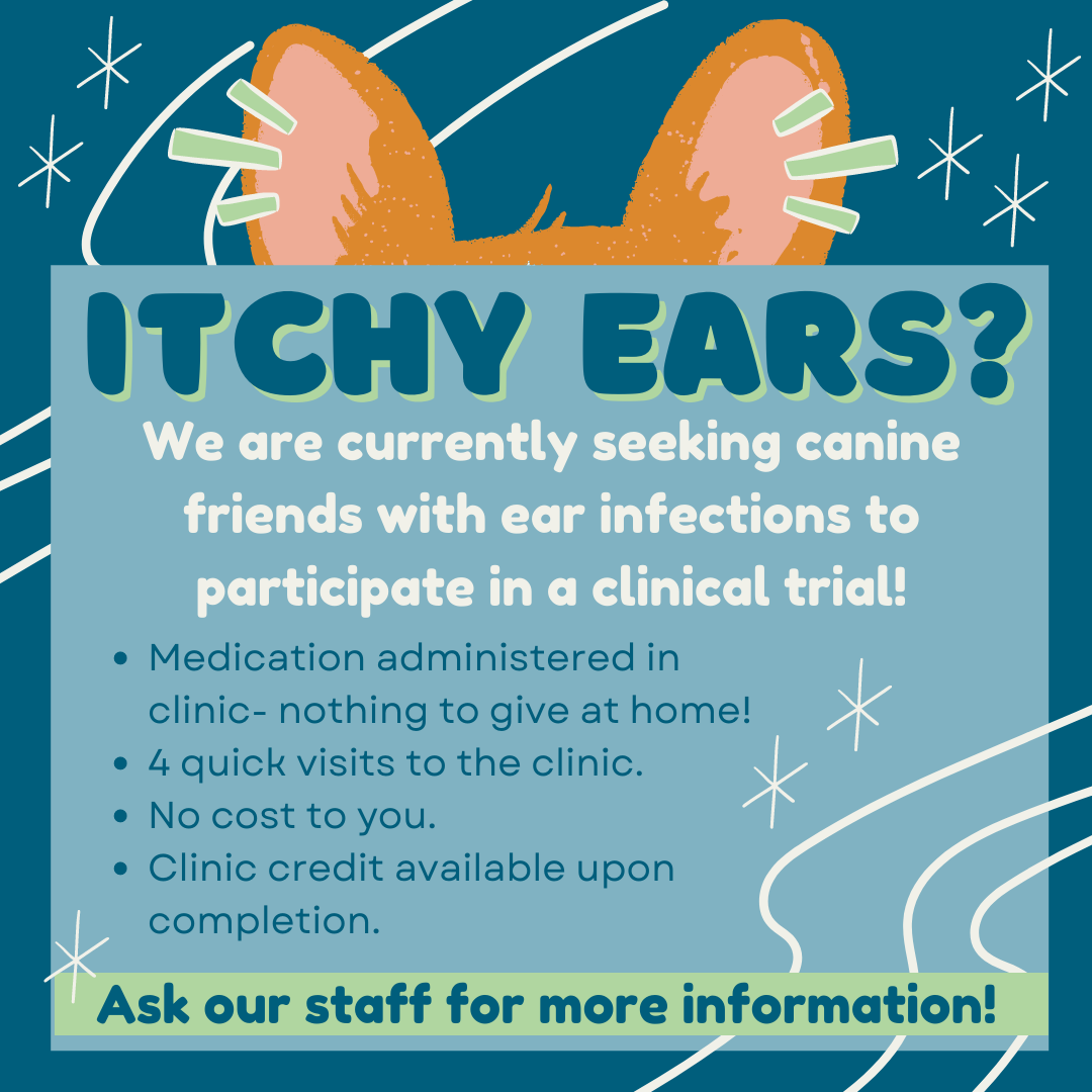 Itchy Ears Infographic